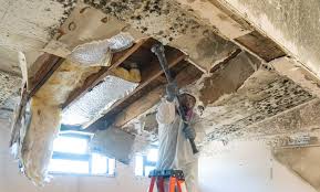 Best Emergency Mold Remediation  in Chester, CA